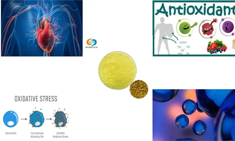 Baicalein powder Anti-Inflammatory Properties